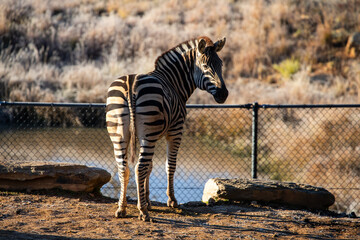 Obraz premium Zebra Standing Near Water Under Sunlight