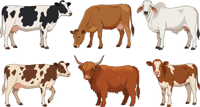 Dairy and beef cow breeds vector set, farm animal livestock illustration collection for graphic design