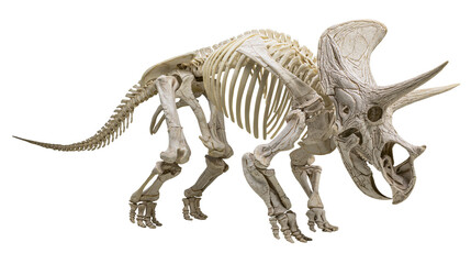 Triceratops dinosaur skeleton fossilized bones © Maria