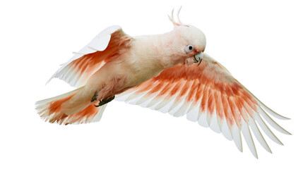 Salmon Crested Cockatoo in flight with wings spread © Maria