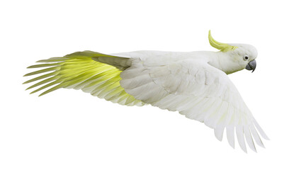 White cockatoo bird with yellow crest flying © Maria