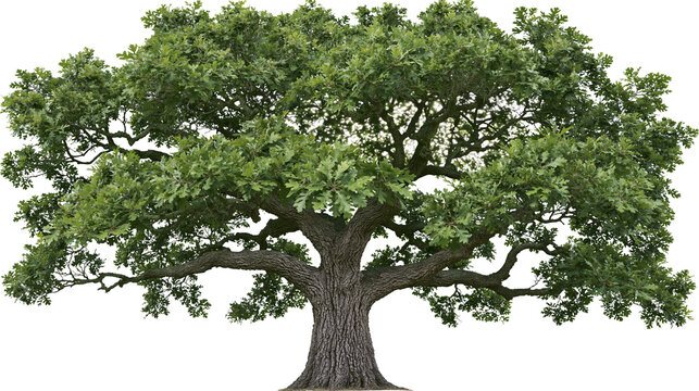 Large mature oak tree with dense green foliage and thick trunk