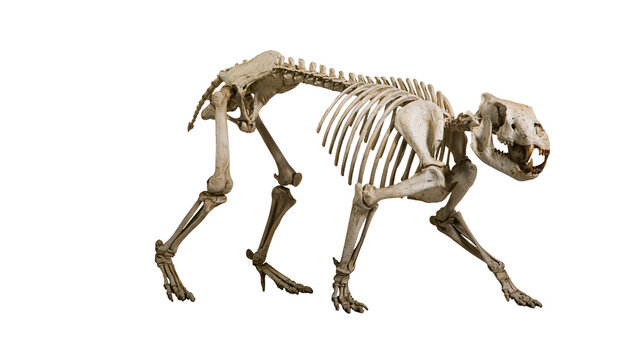 Bear skeleton articulated full body on white