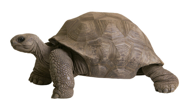 Giant tortoise with textured shell and scaly legs