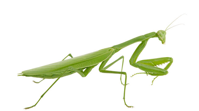 Green praying mantis insect with long body and raptorial forelegs