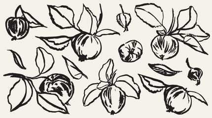 Fototapeta premium Grunge minimal charcoal chalk summer autumn apple harvest. Ink hand drawn wild garden apple set in wax crayon drawing style vector illustration. Floral silhouette elements for branding or packaging.