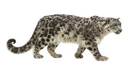 Snow leopard walking with spotted fur and long tail © Maria