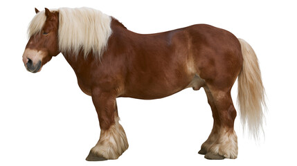 Brown draft horse with blonde mane and tail standing © Maria