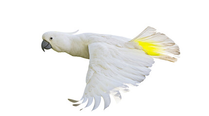 White cockatoo bird in flight with yellow tail feathers © Maria