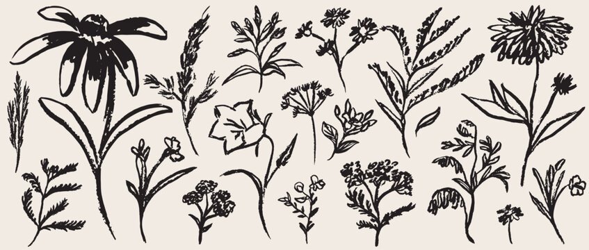 Grunge minimal charcoal chalk summer autumn flowers. Ink hand drawn wild garden herb set in wax crayon drawing style vector illustration. Floral silhouette elements for scrapbooking or journal design.