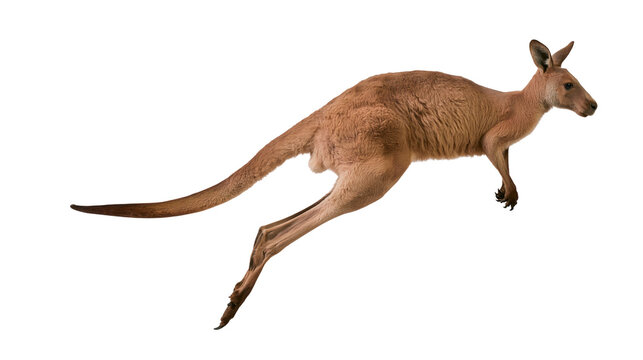 Red kangaroo jumping mid-air side profile, white