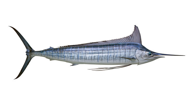 Blue Marlin Fish with Long Bill and Dorsal Fin