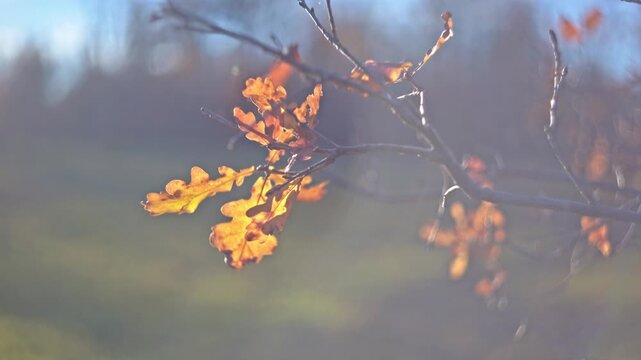 Autumn oak branch with cinematic vintage sun flares.
