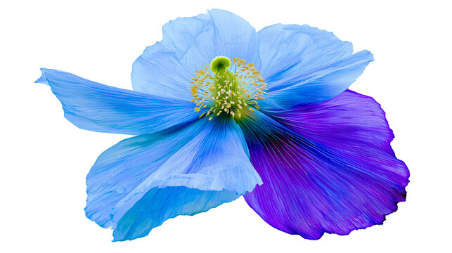 Blue and purple poppy flower with yellow center