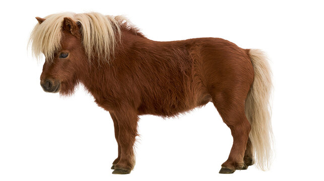 Brown Shetland pony with blonde mane and tail