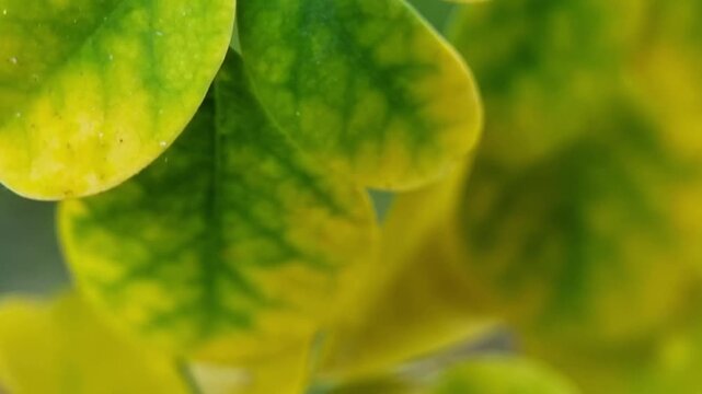 Close Up of Yellowing Green Leaves with Chlorosis Nutrient Deficiency on Plant Branch