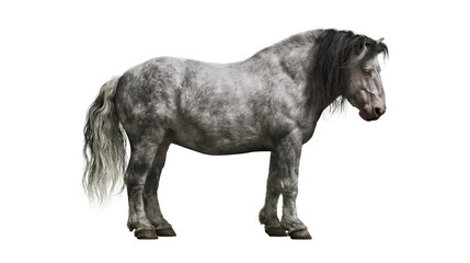 Dappled grey horse with dark mane and tail standing © Maria