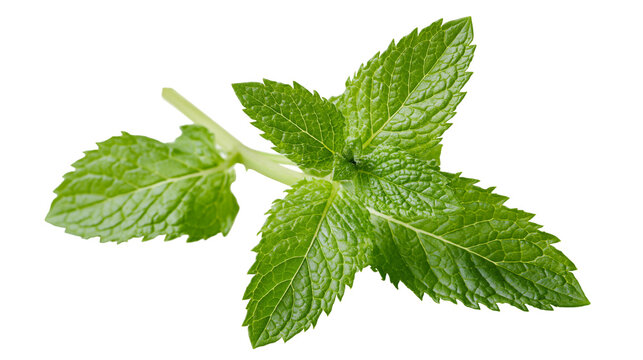 Fresh green mint leaves on stem
