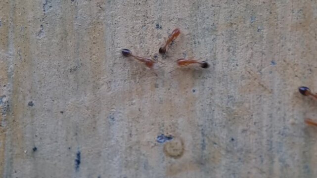 A group of red ants walking on the wall texture the afternoon	