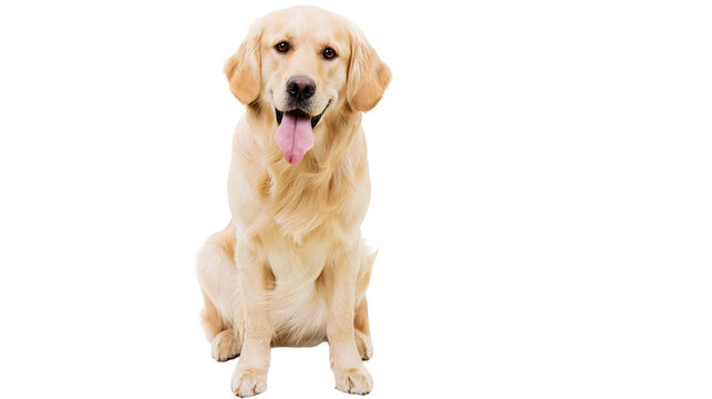 Golden Retriever dog sitting with tongue out