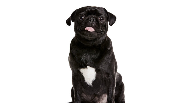 Black pug dog with tongue sticking out sitting