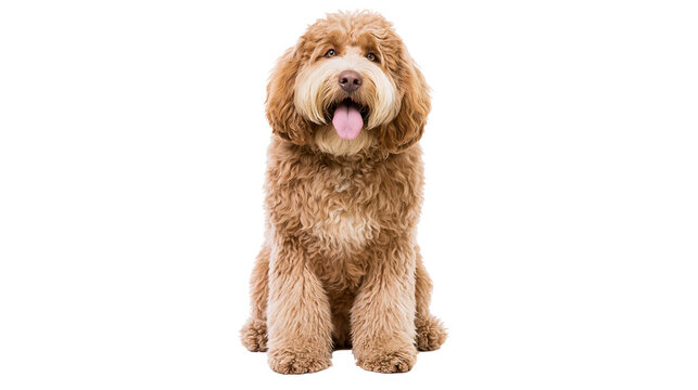 Fluffy golden doodle dog sitting with tongue out