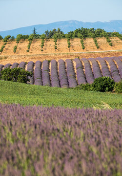 Fragrant Purple Blooming Lavender Growing in Fields on the Valensole Plateau, Provence, France