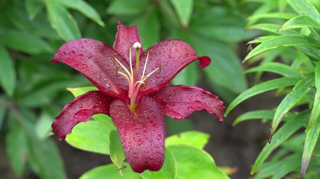 Deep red lily flower with raindrops on petals, surrounded by lush green leaves. The vibrant petals and fresh droplets create a striking contrast, highlighting the blossom's beauty