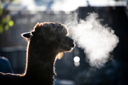 Silhouette Alpaca Exhaling Warm Breath Morning