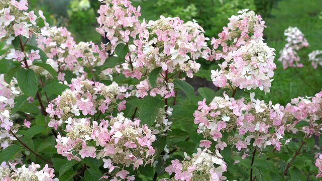 Pink hydrangea flowers in full bloom capture the essence of a serene garden scene. The clusters of petals and lush green background create a harmonious display of nature's beauty.