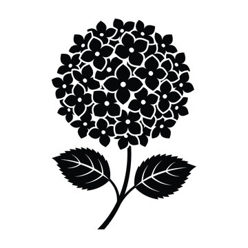 Black hydrangea flower illustration with leaves on white background