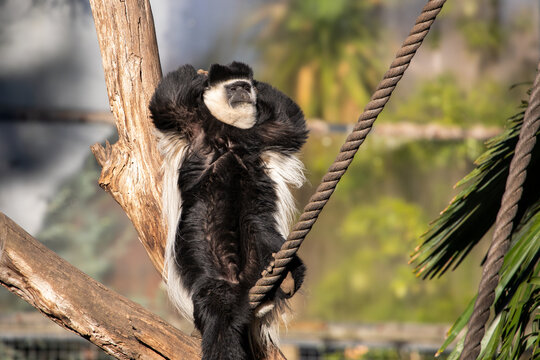 Colobus Monkey Relaxing Tree Branch Daytime