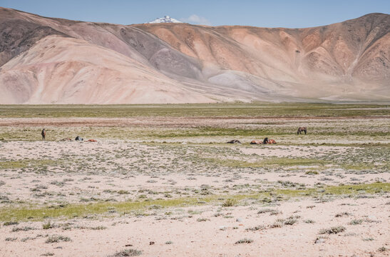 Horses grazing in a grassy mountain valley at sunset, against a backdrop of a mountain range with snow and glaciers, livestock grazing in the Pamir Mountains