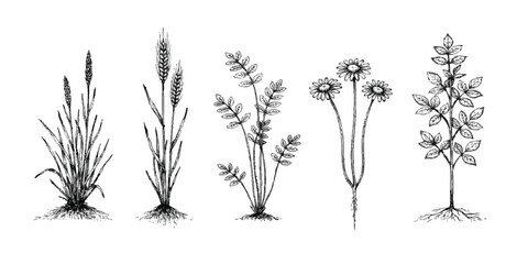 Set of hand drawn sketch plants wheat grass flowers and herbs for botanical design and rustic nature art © mahedi
