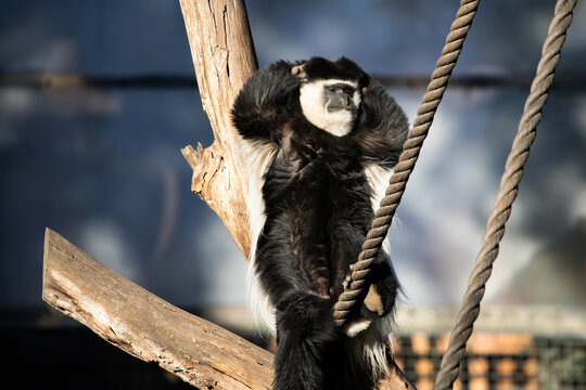 Relaxed Monkey Sitting On Tree Branch Outdoors