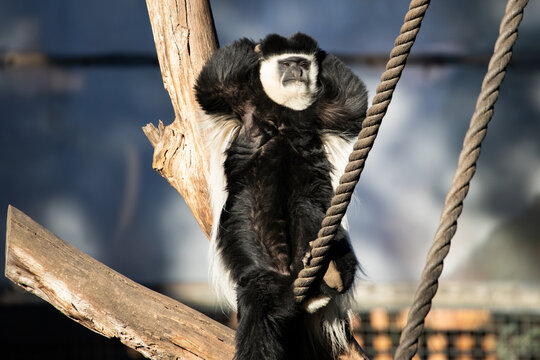 Relaxed Colobus Monkey Resting Atop Wooden Branch