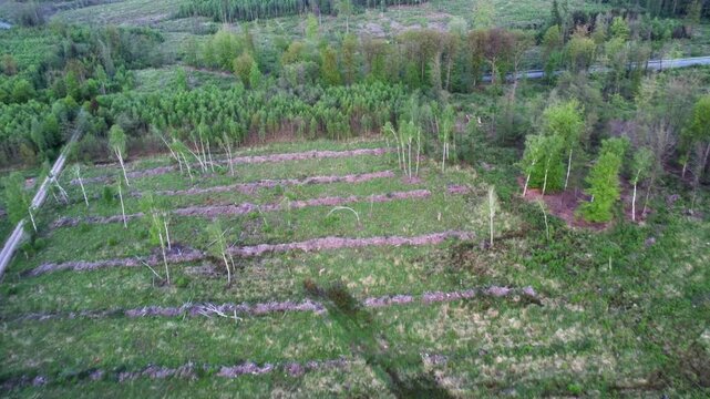 Aerial view of forest regrowth and logging areas near M&ouml;hnesee, Germany