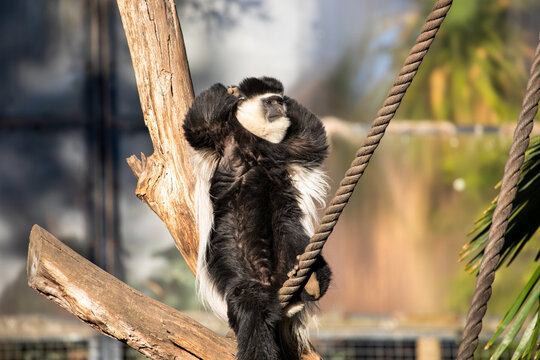 Relaxed Monkey Sitting Rope Wood Outdoors