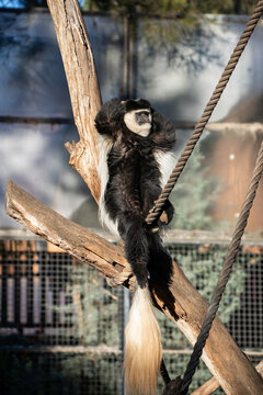 Colobus Monkey Relaxing Sunlit Zoo Habitat