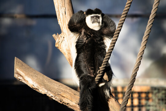Colobus Monkey Relaxing On Tree Branch