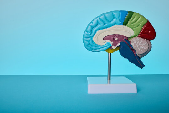 Human brain cross section anatomy model. Neurologist consultation of memory loss and Alzheimer disease.