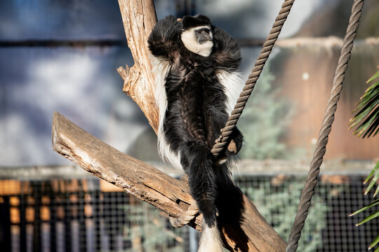 Colobus Monkey Sitting Relaxed On Tree Branch