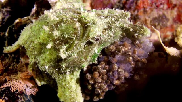 Rare macro footage of a giant frogfish carrying eggs on a tropical reef. Unique underwater wildlife behavior captured while scuba diving in Raja ampat