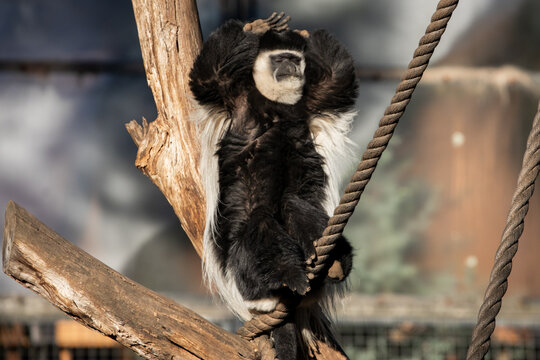 Relaxed primate perched wooden branch rope