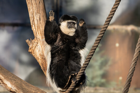 Colobus Monkey Relaxing On Tree Branch