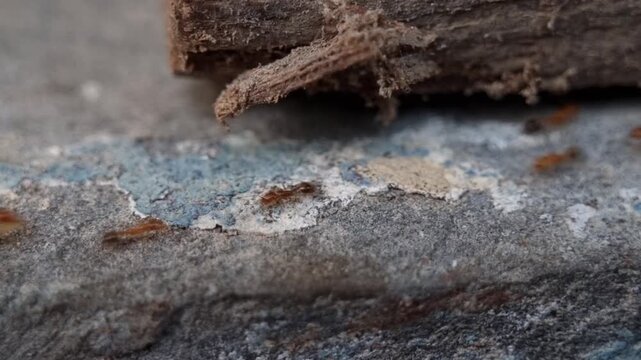 Macro video of red ants crawling on concrete surface under weathered wood