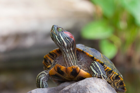 Red-eared slider turtle resting on a rock with its neck extended. Close-up portrait of a freshwater turtle in a natural pond environment with a softly blurred background.