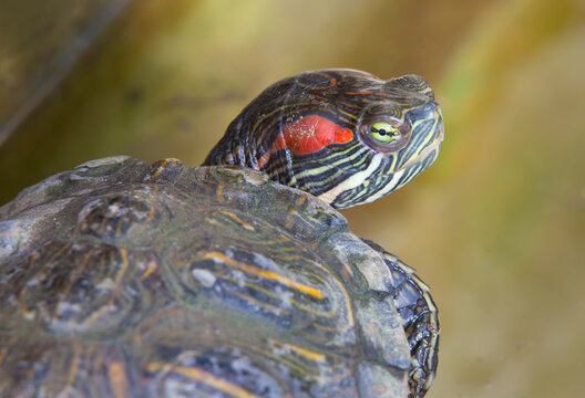 Close-up portrait of a red-eared slider turtle with vivid green eye and distinctive red markings. Detailed reptile wildlife image against a soft natural background.