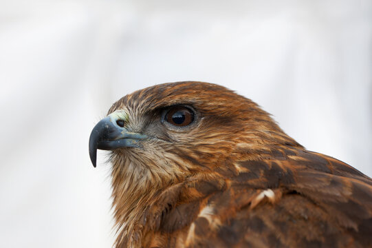 Close-up portrait of a majestic bird of prey with sharp hooked beak and intense eye. Detailed wildlife raptor profile against a soft natural background with copy space.
