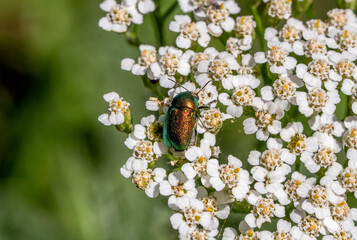 Dorsal View of a metallic green pot beetle (Cryptocephalus aureolus) feeding on common yarrow (Achillea millefolium) © Doris Steiner